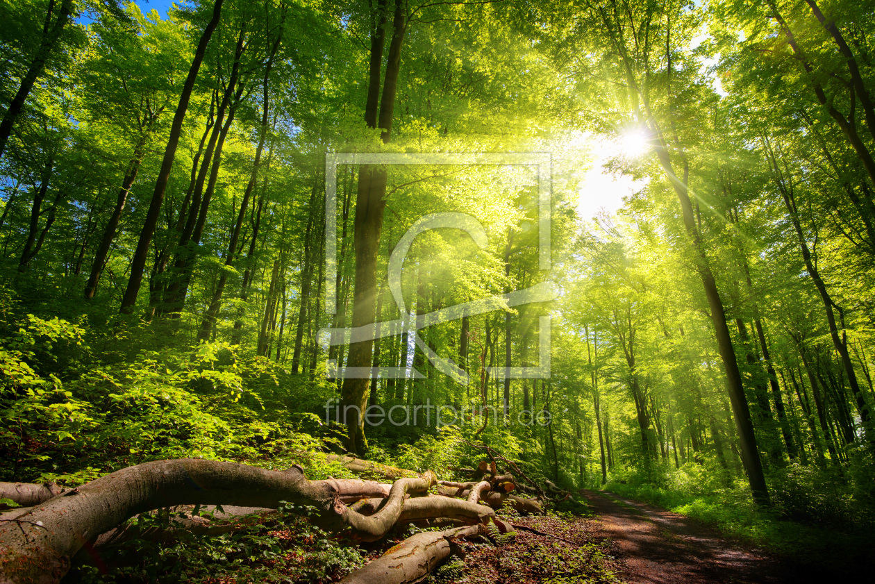 Bild-Nr.: 12201075 Helle Sonnenstrahlen im Wald erstellt von Smileus