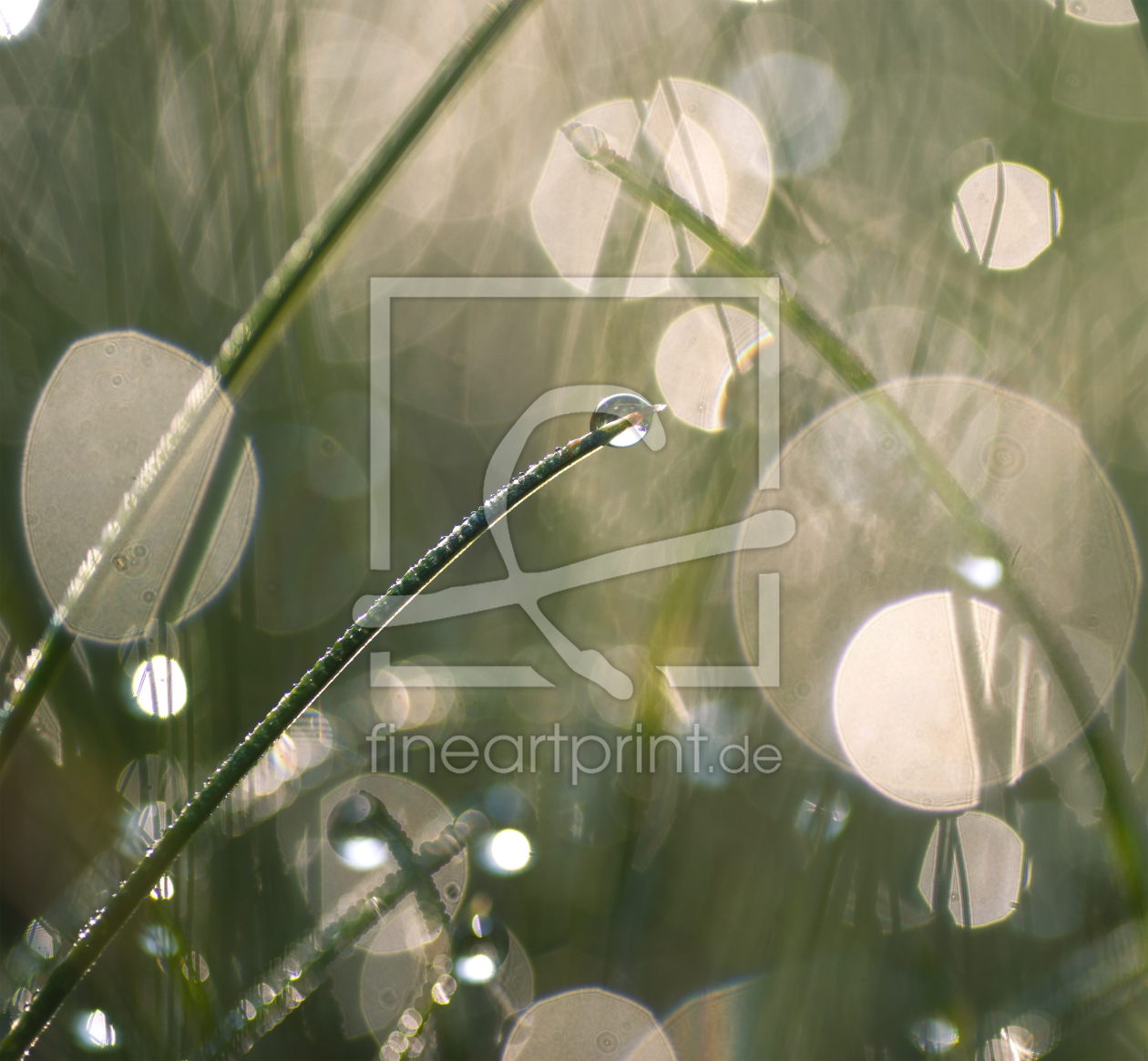 Bild-Nr.: 12201265 Wassertropfen im Gras erstellt von Tanja Riedel