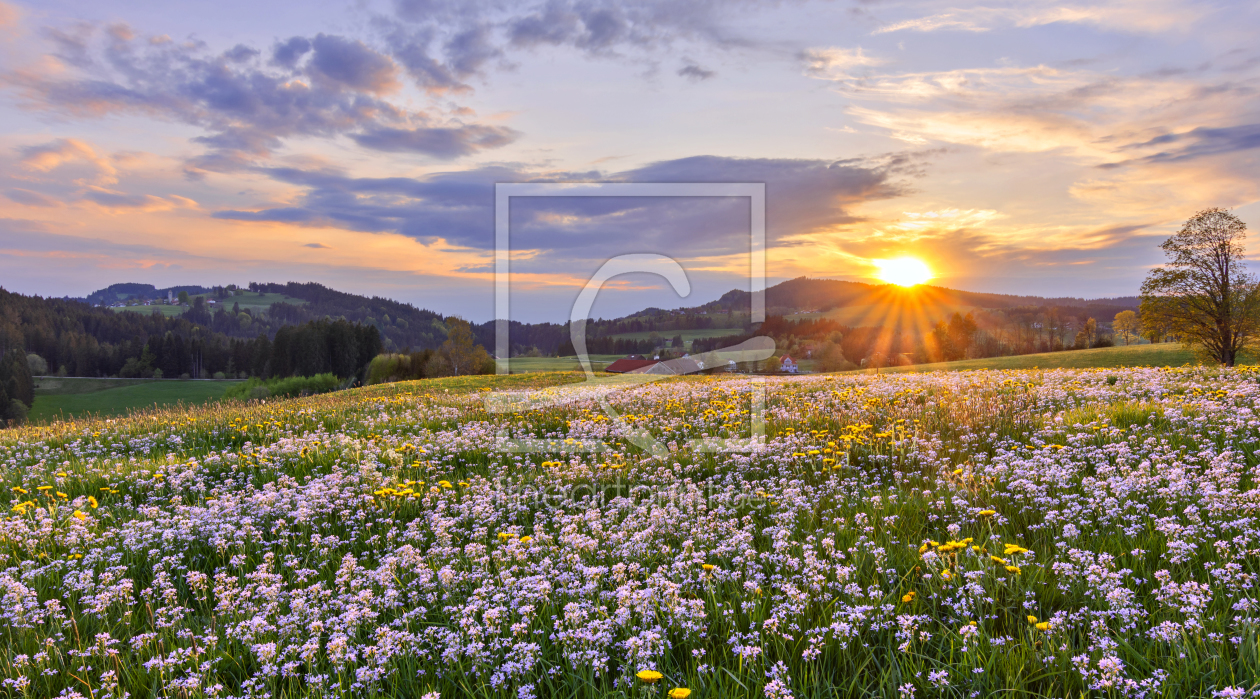 Fensterfolie Wiese mit Blumen in 2023