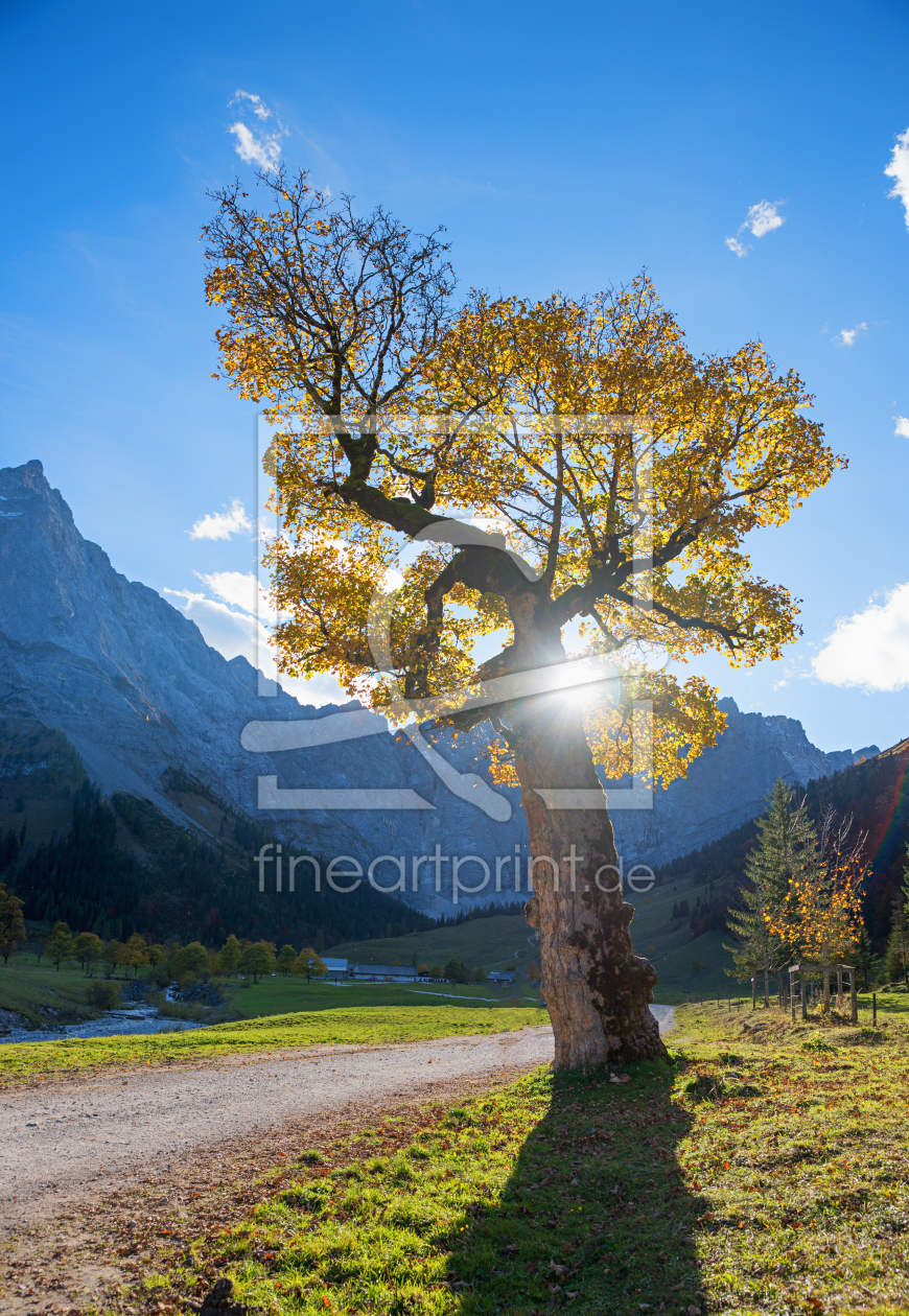 Bild-Nr.: 12201685 Der alte Ahorn im Karwendel erstellt von SusaZoom