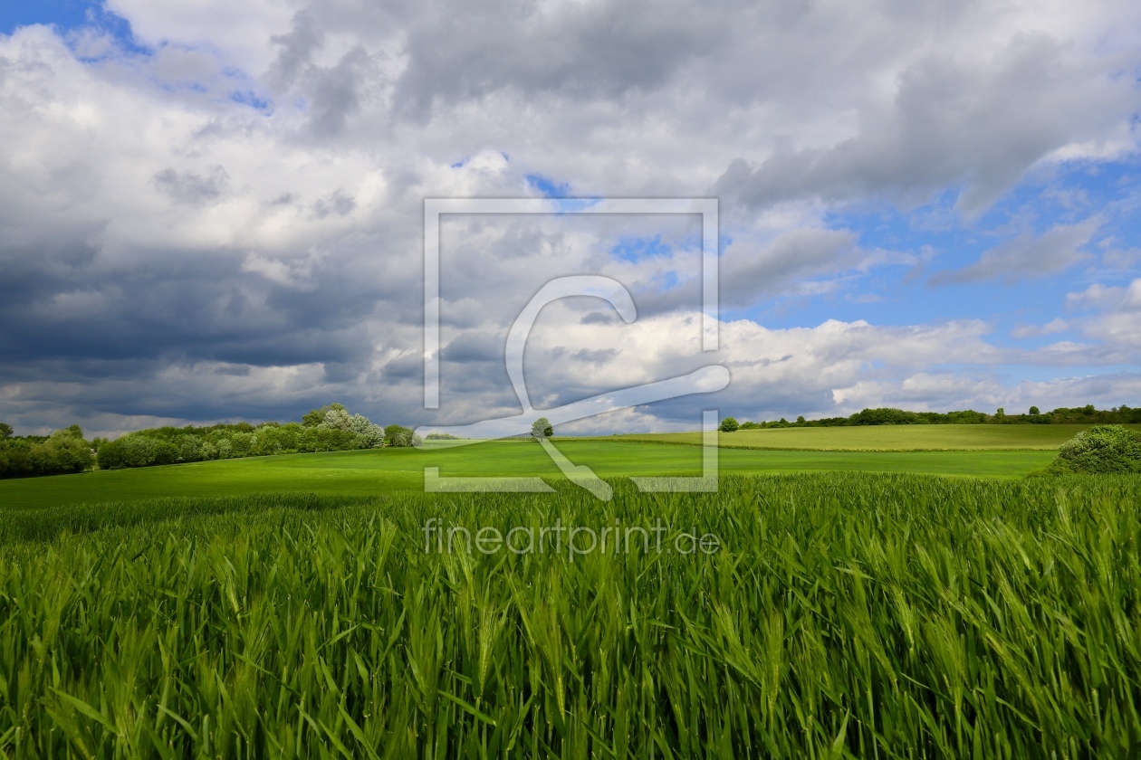 Bild-Nr.: 12201825 wind im Roggenfeld  erstellt von Amazone54