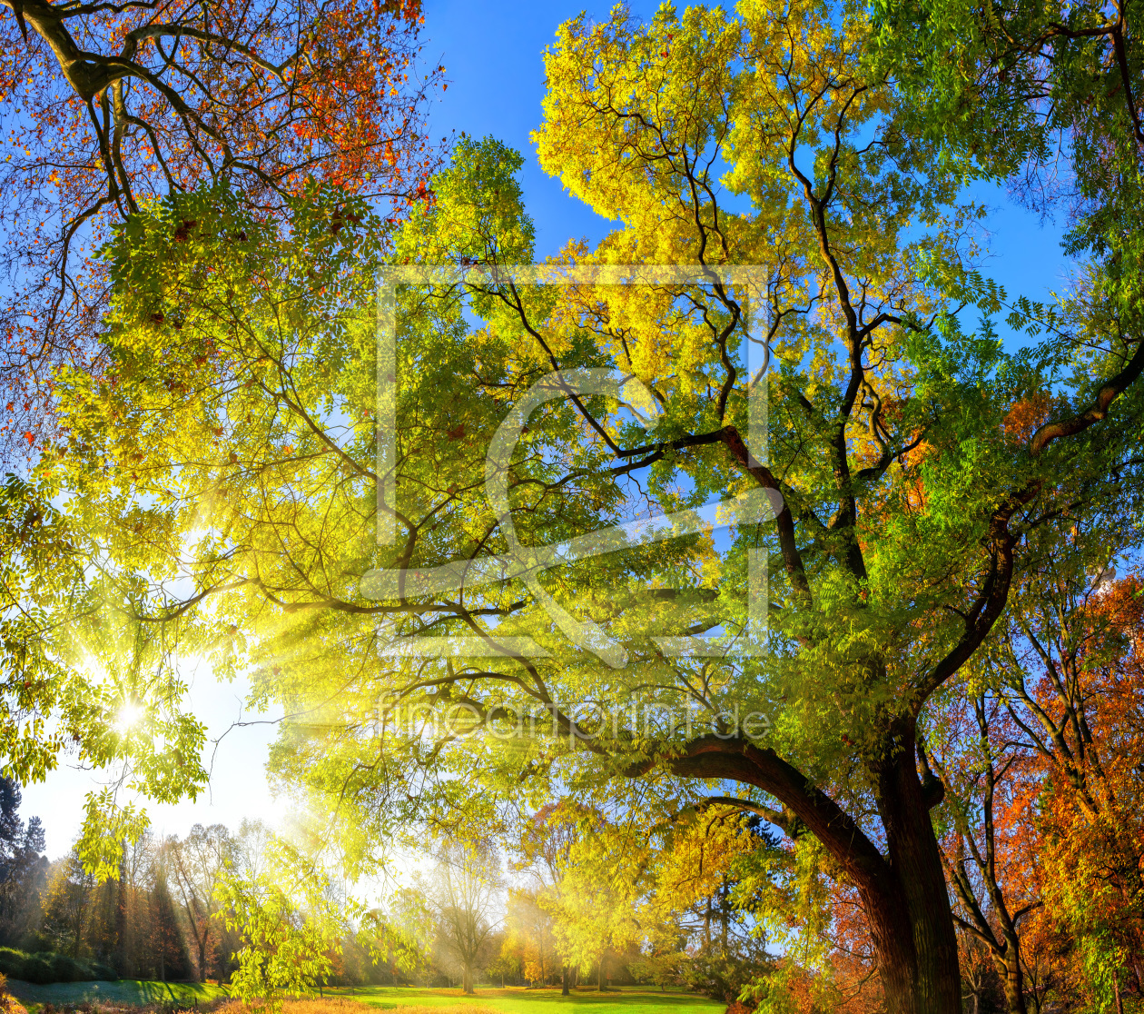 Bild-Nr.: 12202022 Gorgeous colors of trees in a park erstellt von Smileus