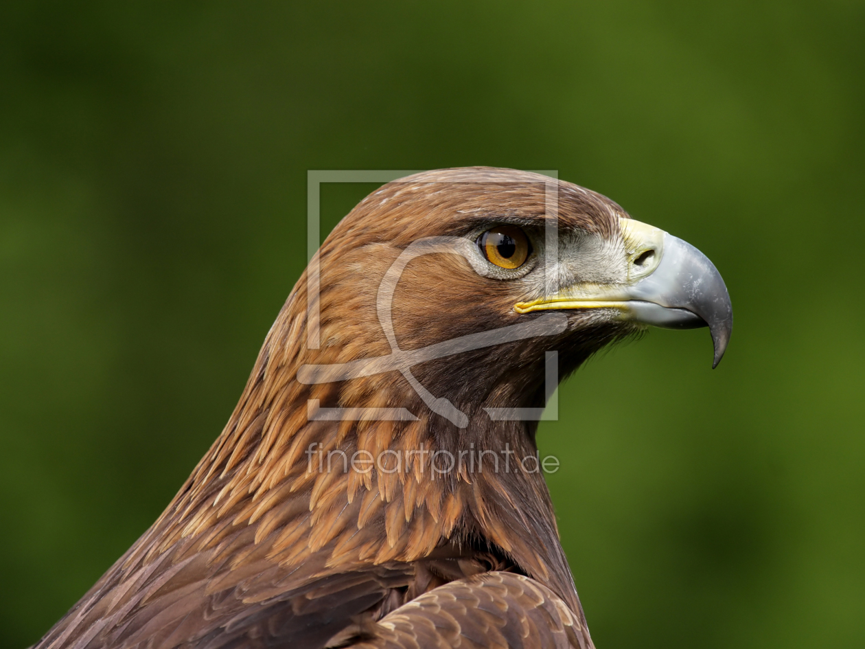 Bild-Nr.: 12202388 Steinadler erstellt von DirkR