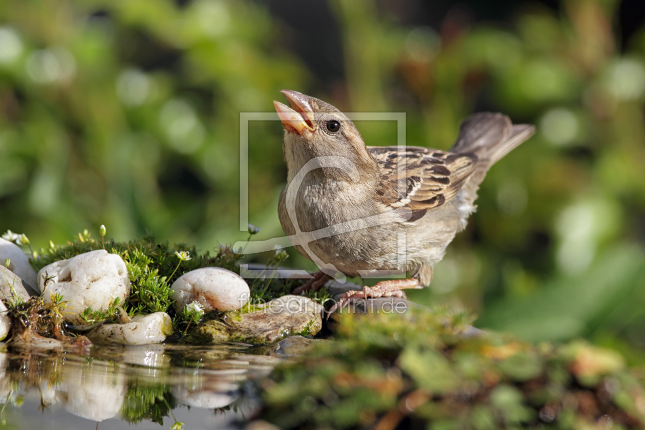 Bild-Nr.: 12202884 Haussperling erstellt von DirkR