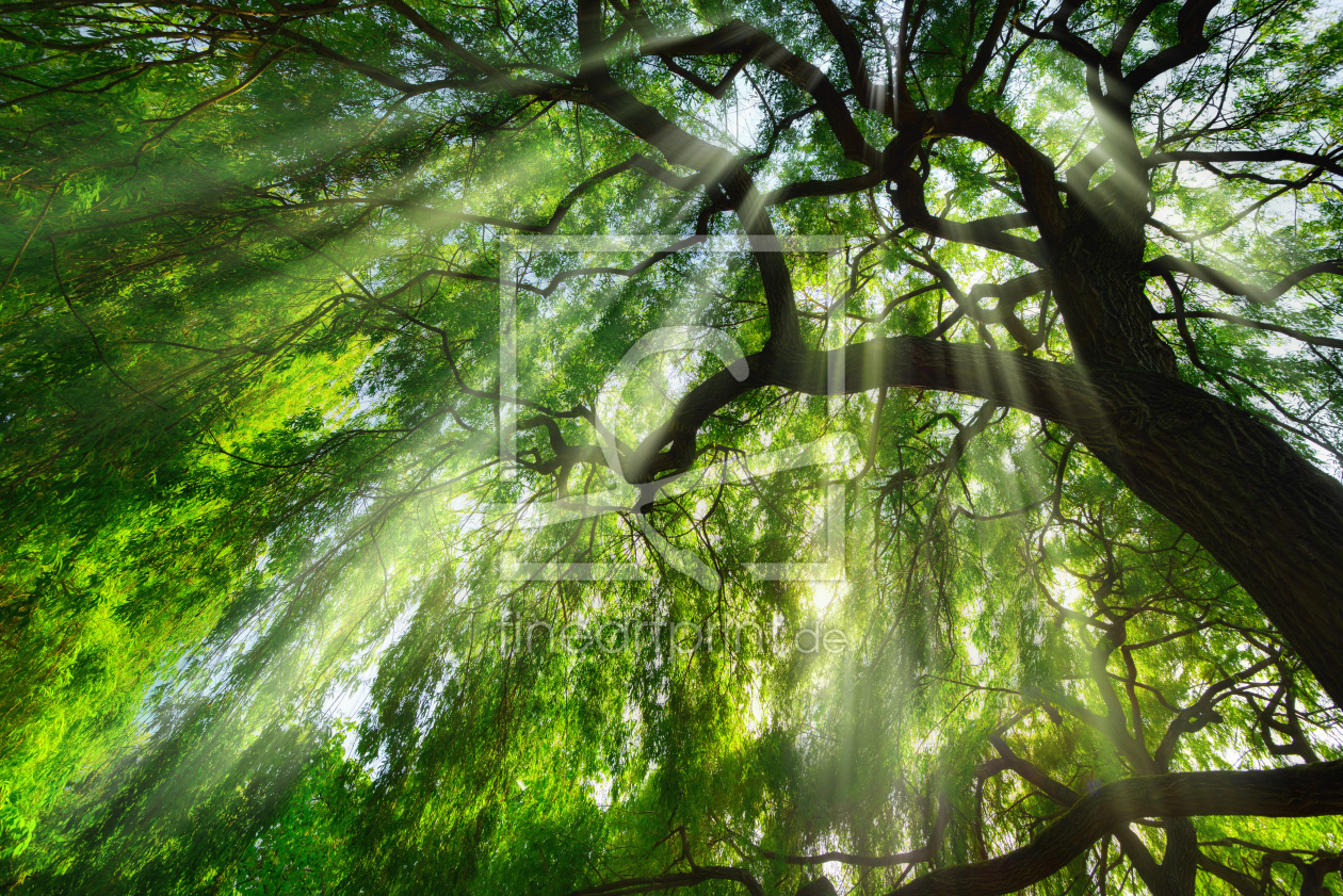 Bild-Nr.: 12203435 Lichtstahlen fallen durch majestätischen Baum erstellt von Smileus