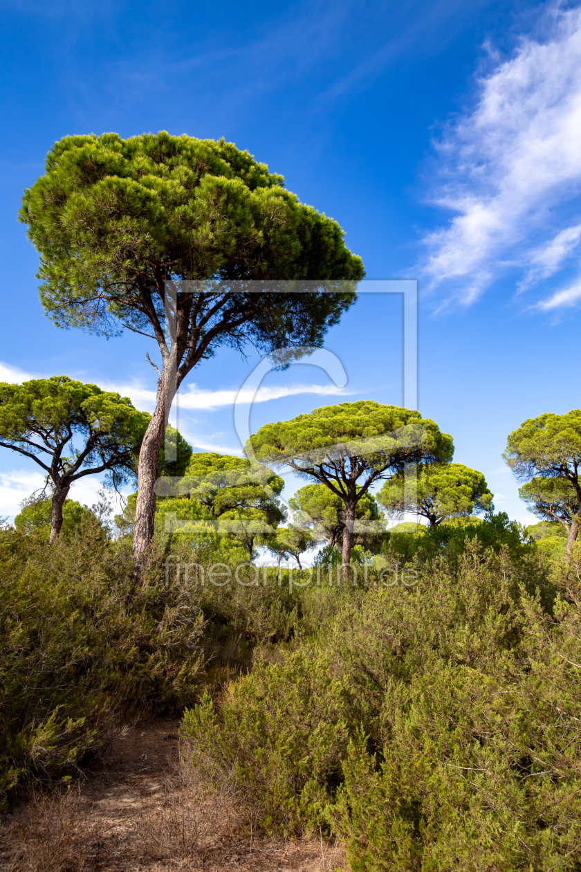 Bild-Nr.: 12203474 Donana Nationalpark erstellt von DirkR