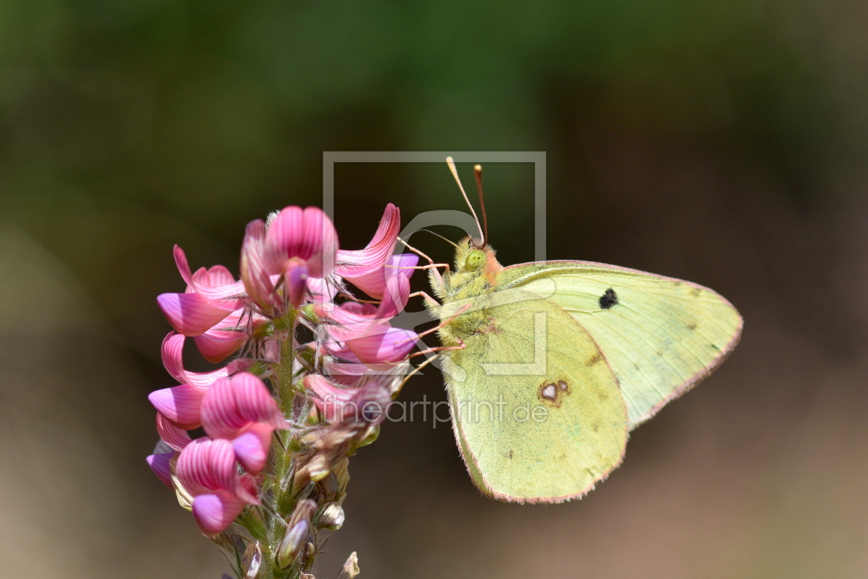 Bild-Nr.: 12203648 Schmetterling an Esparsette erstellt von GUGIGEI
