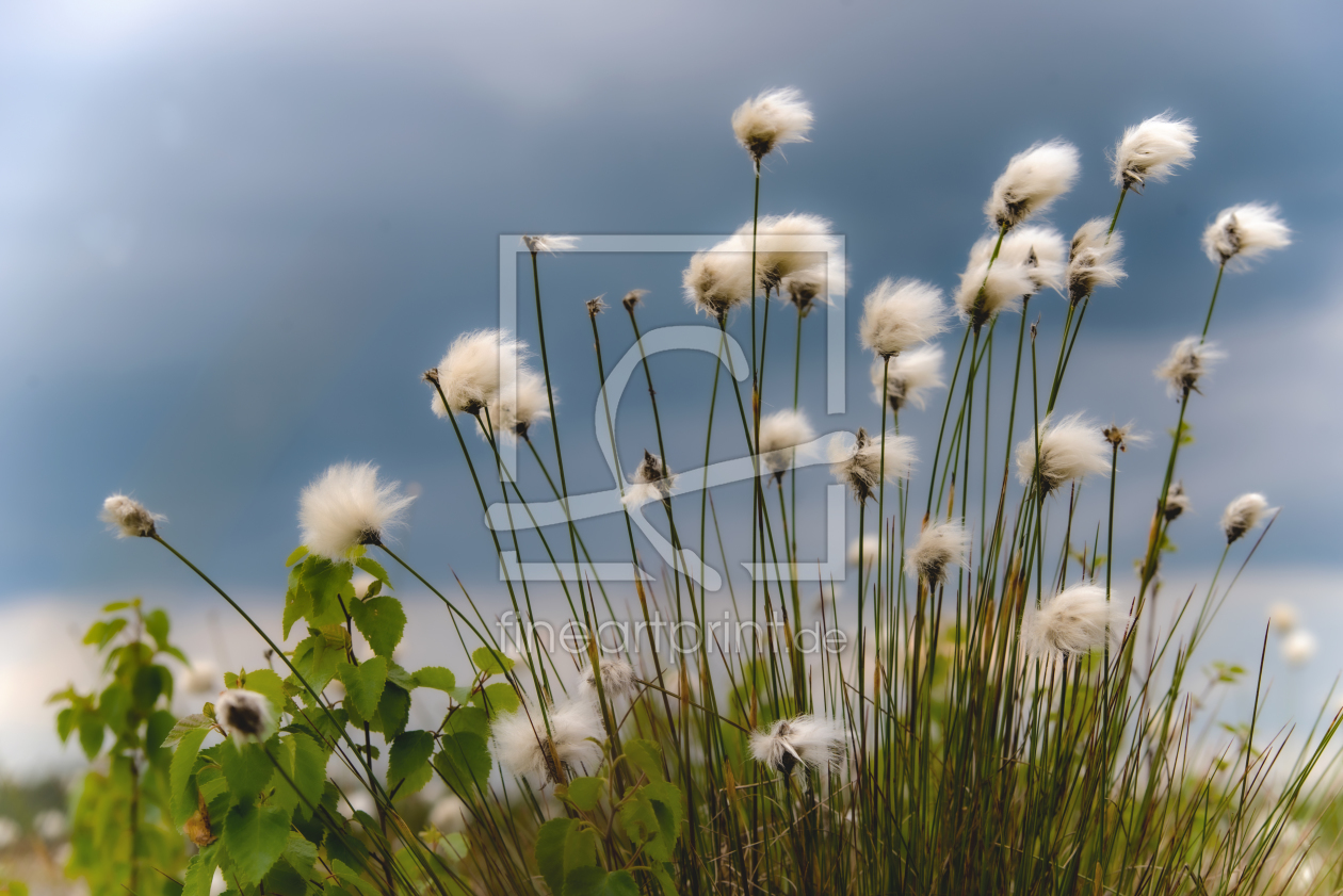 Bild-Nr.: 12203840 Wollgras weiße Blüte im Moor erstellt von Tanja Riedel