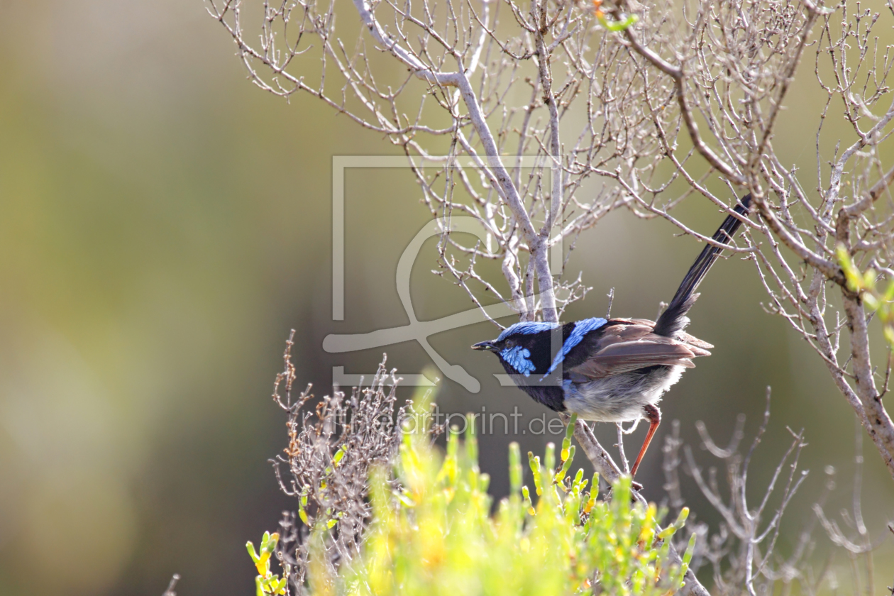 Bild-Nr.: 12204497 Superb Fairywren erstellt von DirkR