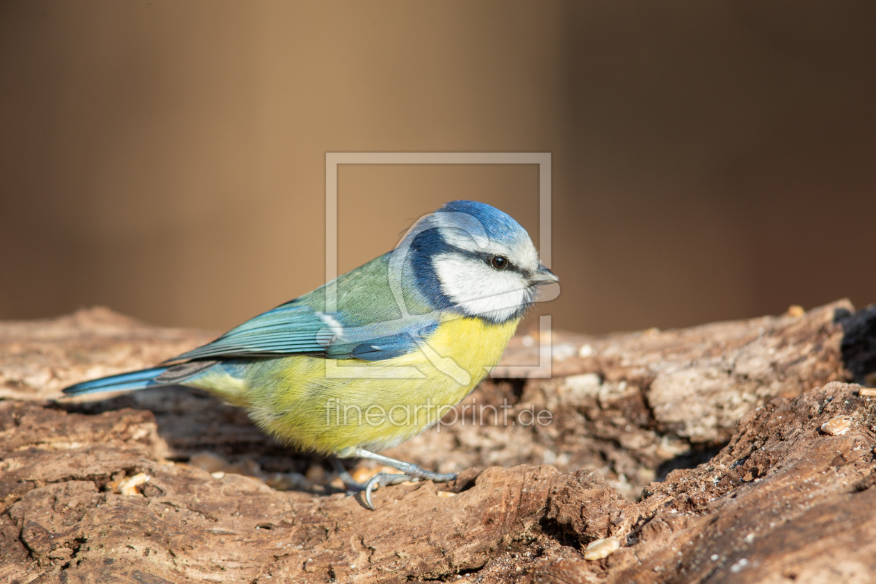 Bild-Nr.: 12205132 Blaumeise erstellt von DirkR