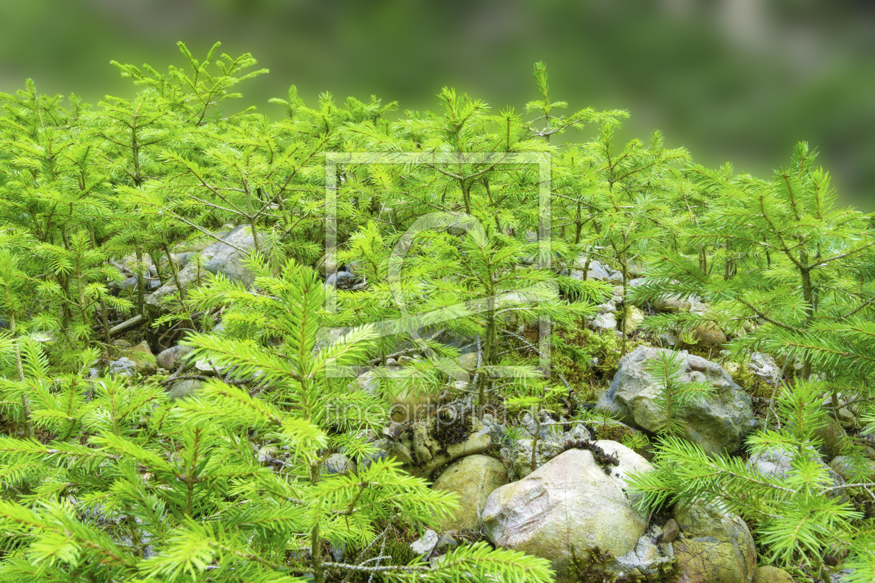 Bild-Nr.: 12205607 Waldboden mit Steinen und grünen Sprösslingen erstellt von Andreas Föll