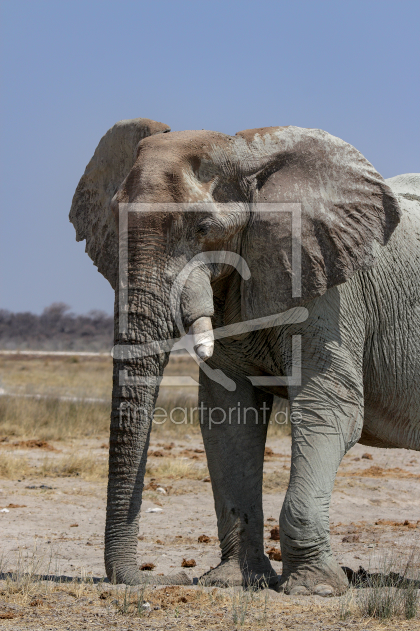 Bild-Nr.: 12207281 Elefant erstellt von DirkR