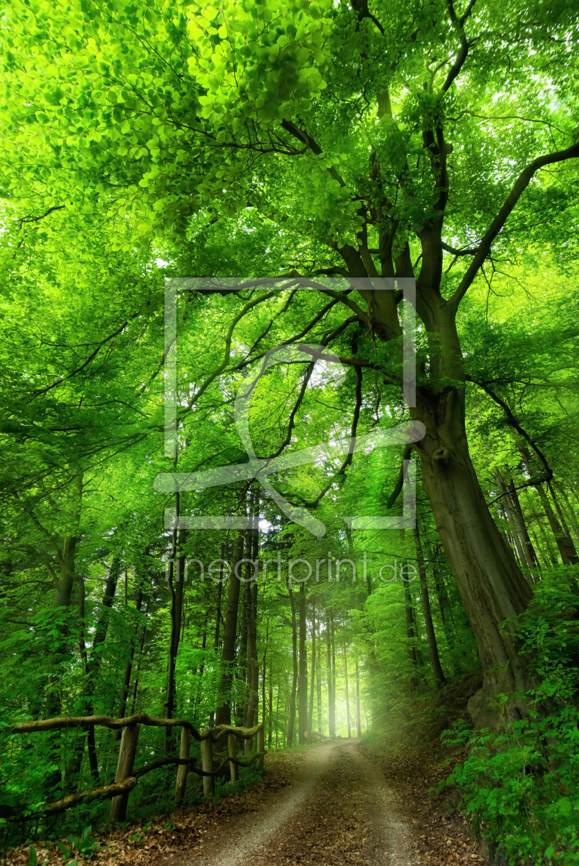Bild-Nr.: 12207469 Majestischer Baum im dunstigen grünen Wald erstellt von Smileus