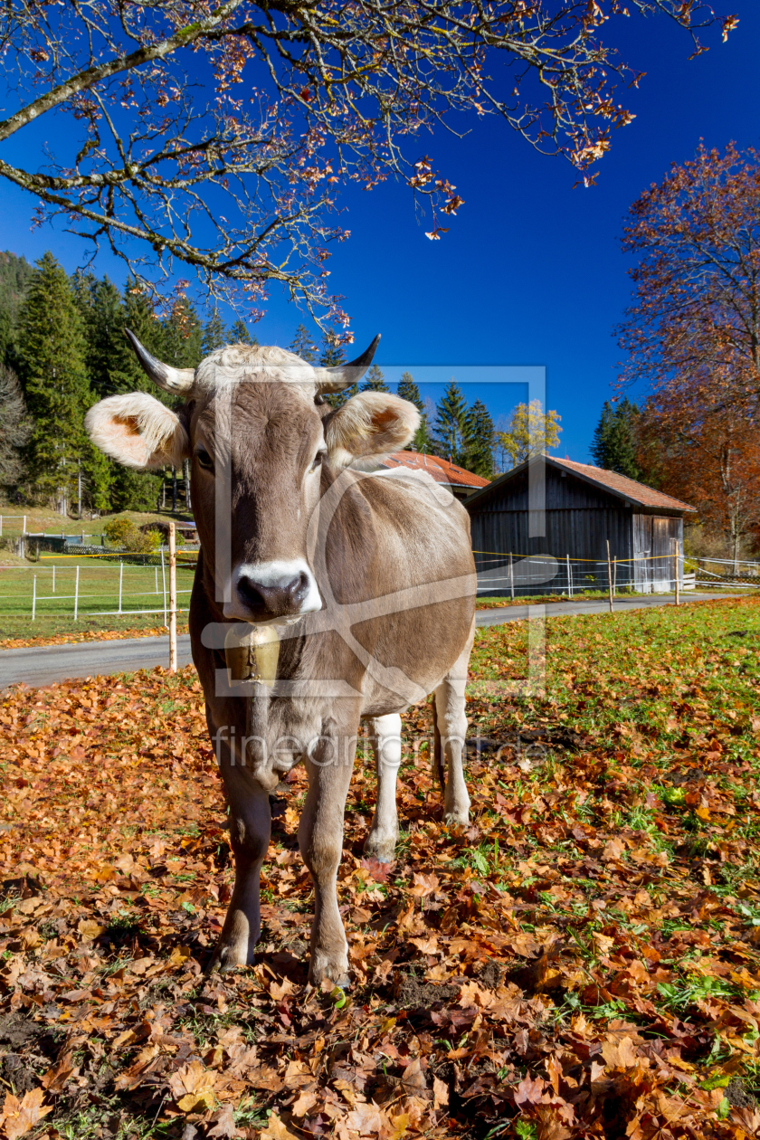 Bild-Nr.: 12207565 Allgäuer Braunvieh erstellt von DirkR