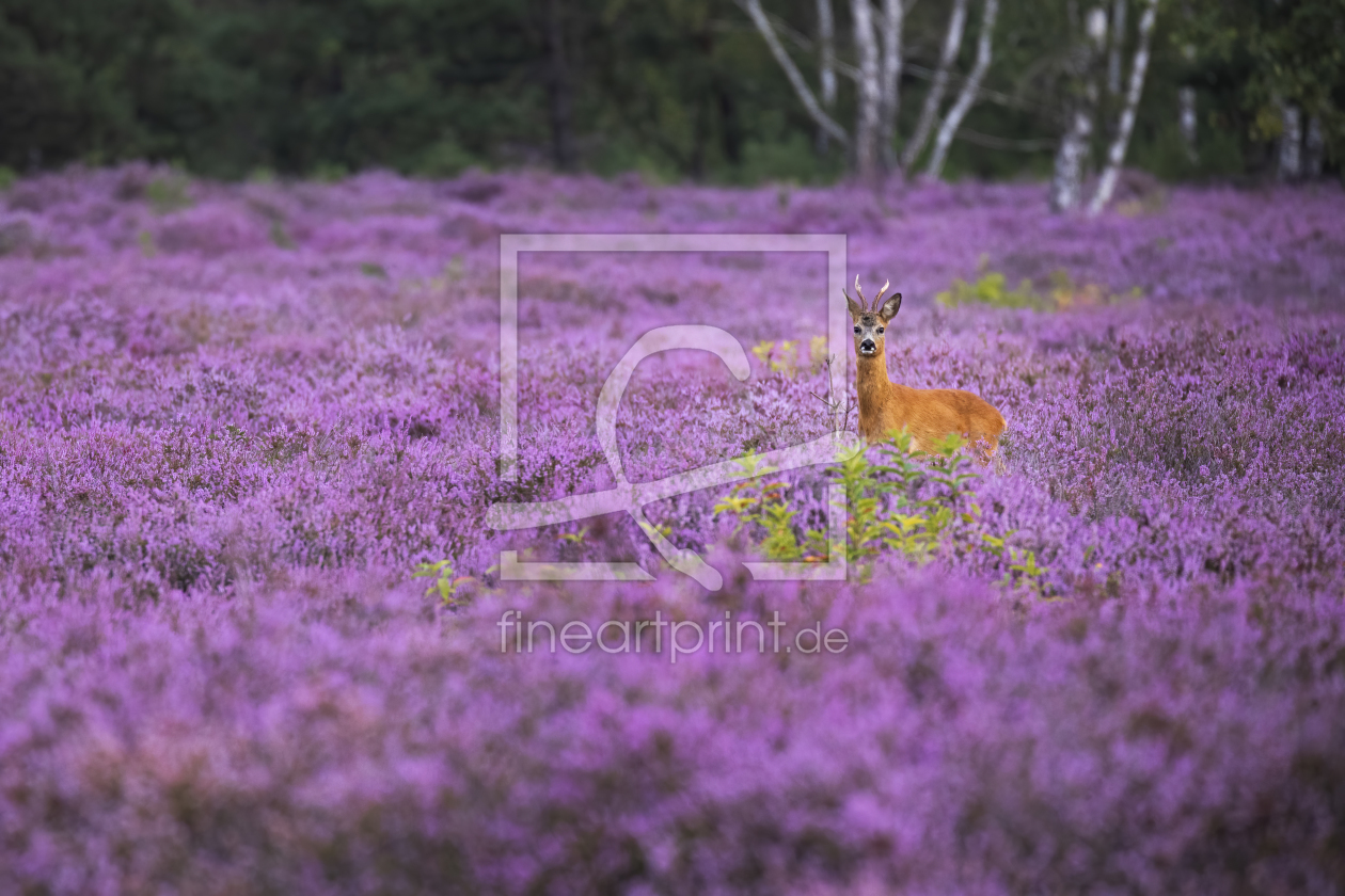 Bild-Nr.: 12207644 Rehbock in blühender Heide erstellt von Daniela Beyer