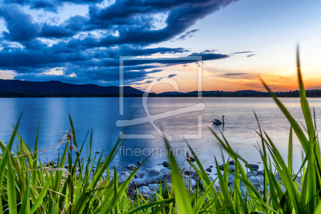 Bild-Nr.: 12207946 Ein Schwan im Sonnenuntergang am Bodensee erstellt von Kunze Kunze