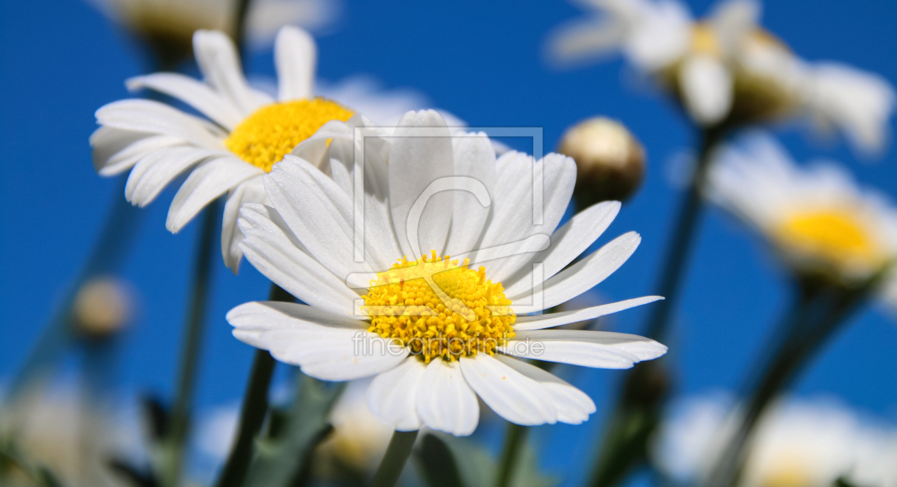 Bild-Nr.: 12209292 flower erstellt von Amazone54