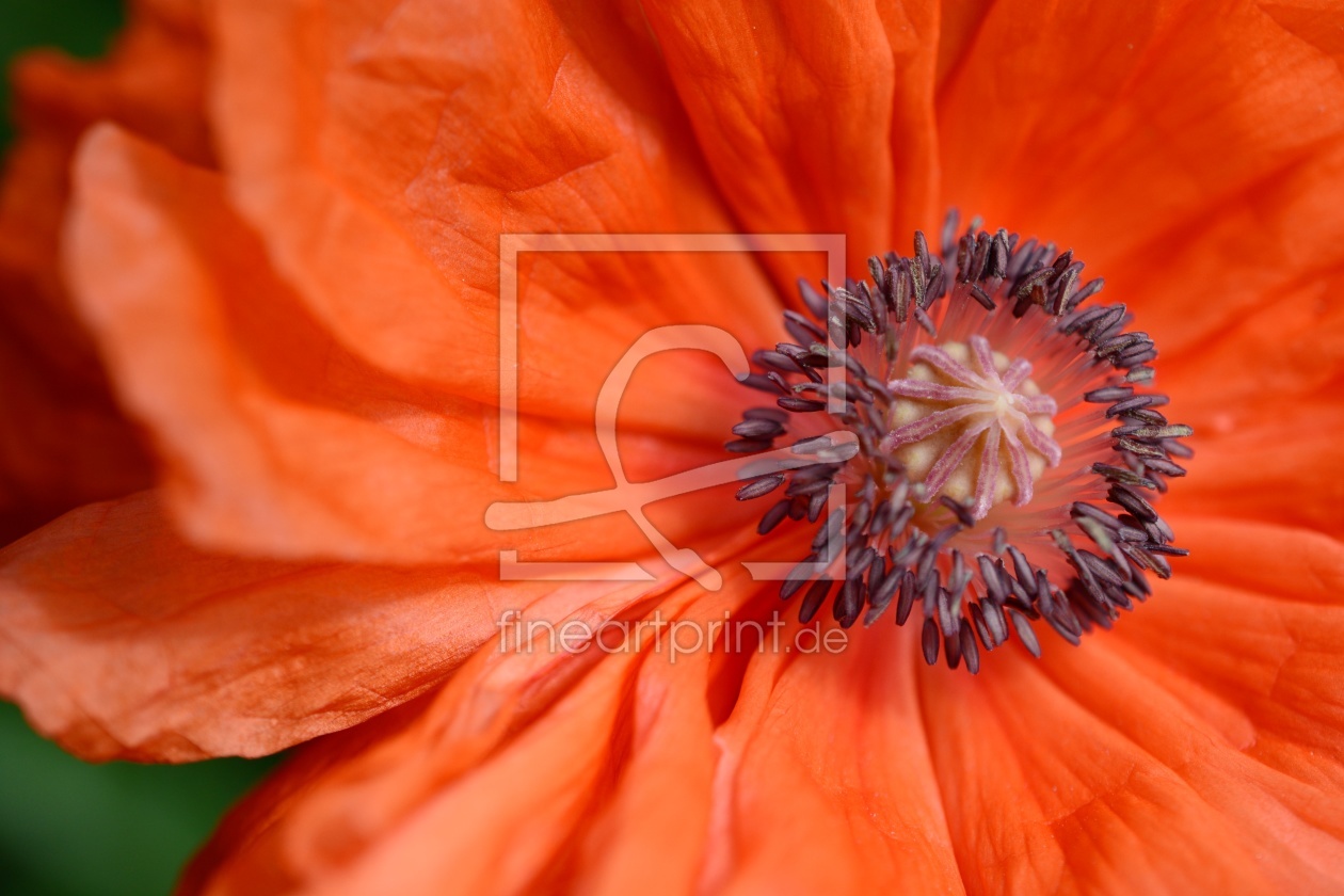 Bild-Nr.: 12213381 orange Mohnblüte erstellt von Bettina Schnittert