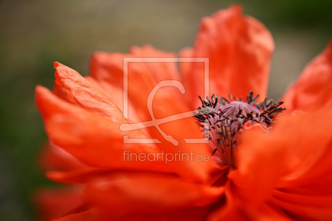 Bild-Nr.: 12213382 orange Mohnblüte erstellt von Bettina Schnittert