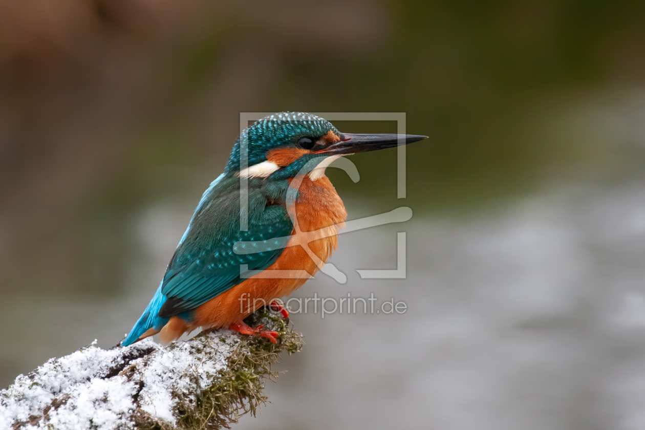 Bild-Nr.: 12213596 Eisvogel im Winter erstellt von DirkR