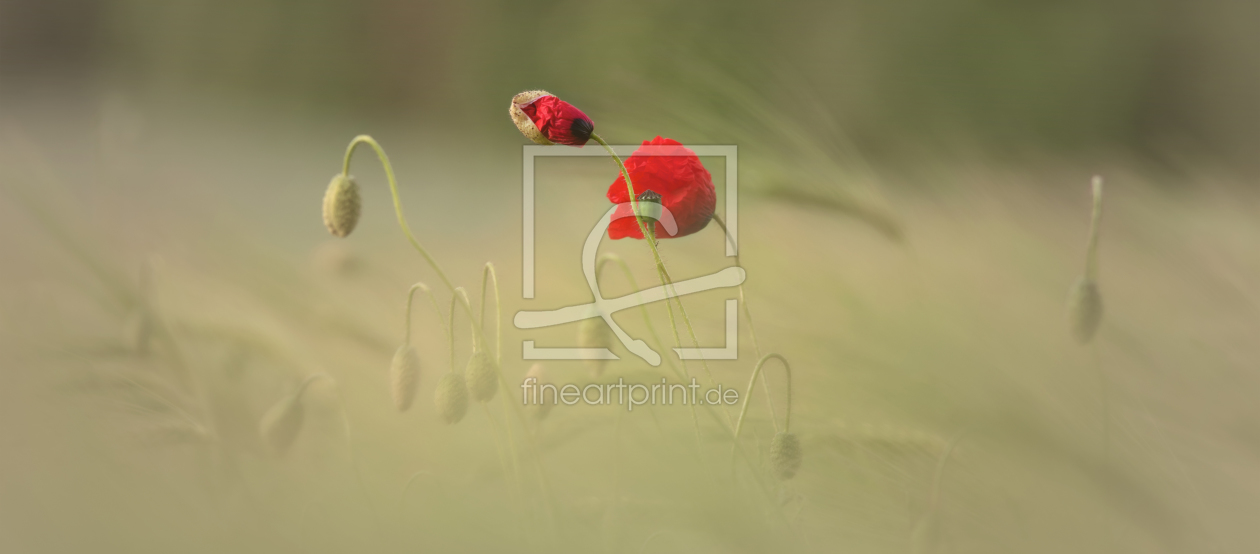 Bild-Nr.: 12216294 Klatschmohn  erstellt von Tanja Riedel