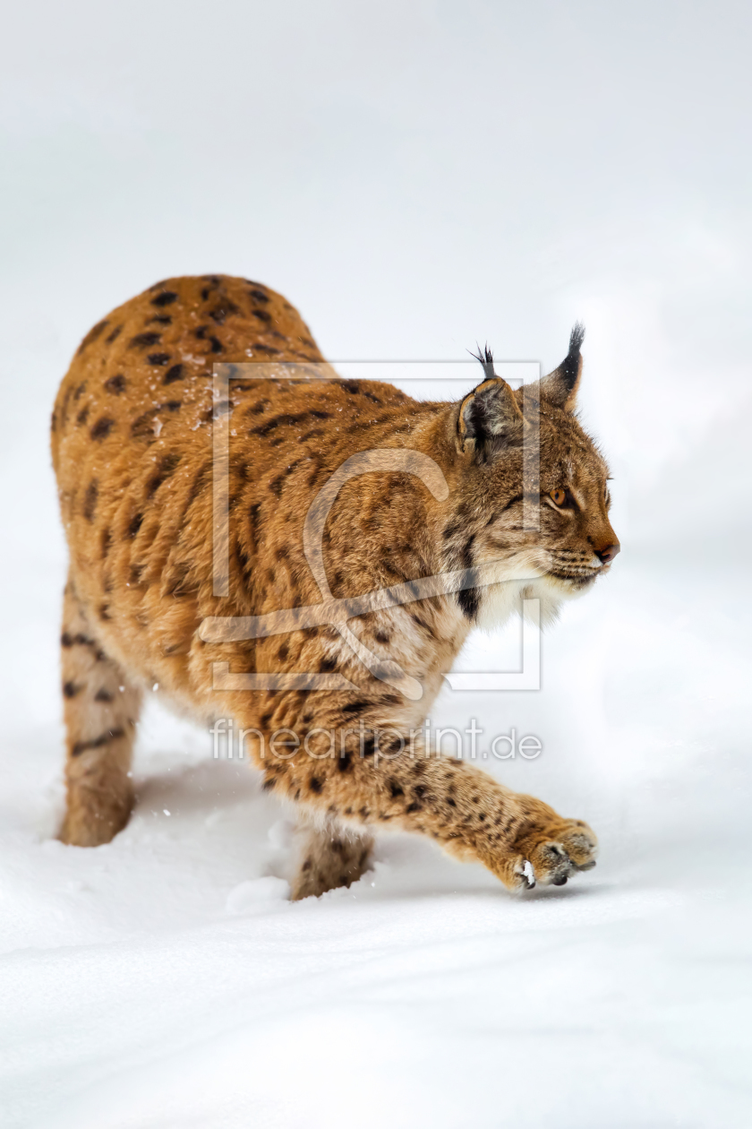 Bild-Nr.: 12216859 Luchs im Schnee erstellt von DirkR