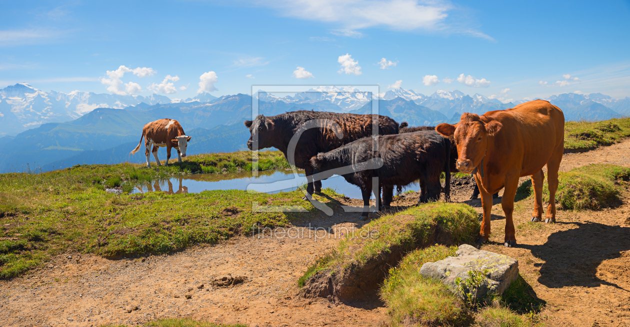 Bild-Nr.: 12217324 Kuhherde am Niederhorn Schweizer Alpen erstellt von SusaZoom