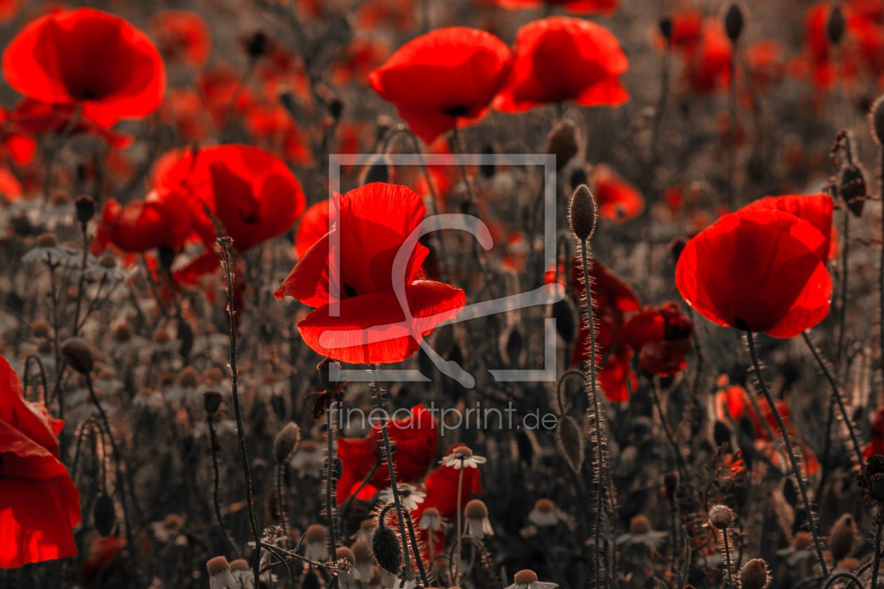 Bild-Nr.: 12218425 poppy fire  erstellt von Ursula Reins