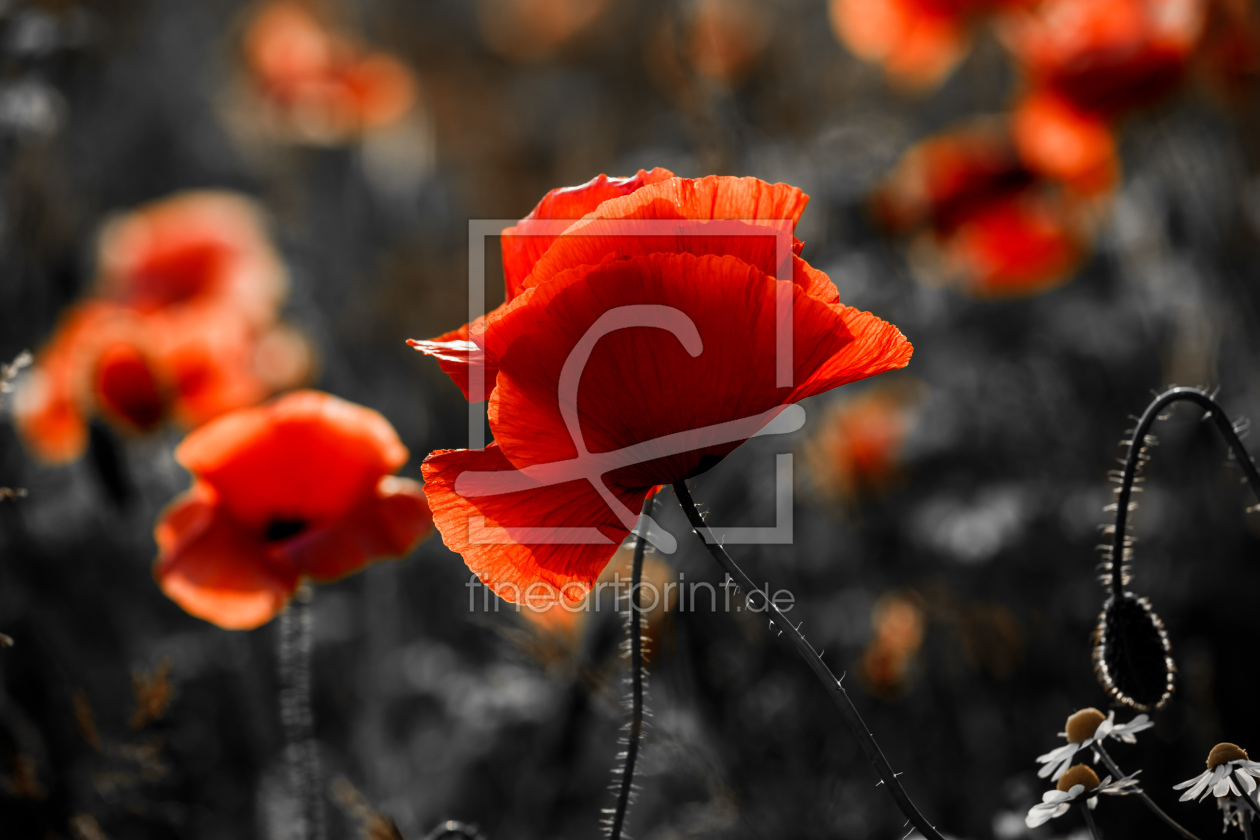 Bild-Nr.: 12219147 Roter Mohn erstellt von Ursula Reins