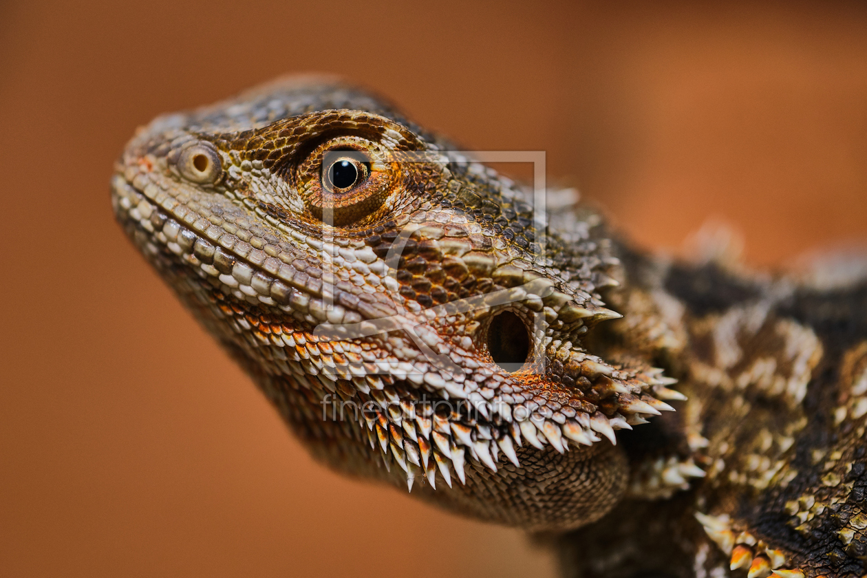 Bild-Nr.: 12221066 Portrait einer männlichen Bartagame erstellt von lovebeardeddragons