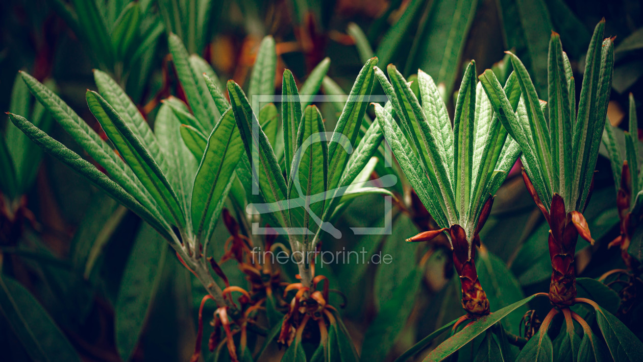 Bild-Nr.: 12227921 Rhododendron erstellt von Holund