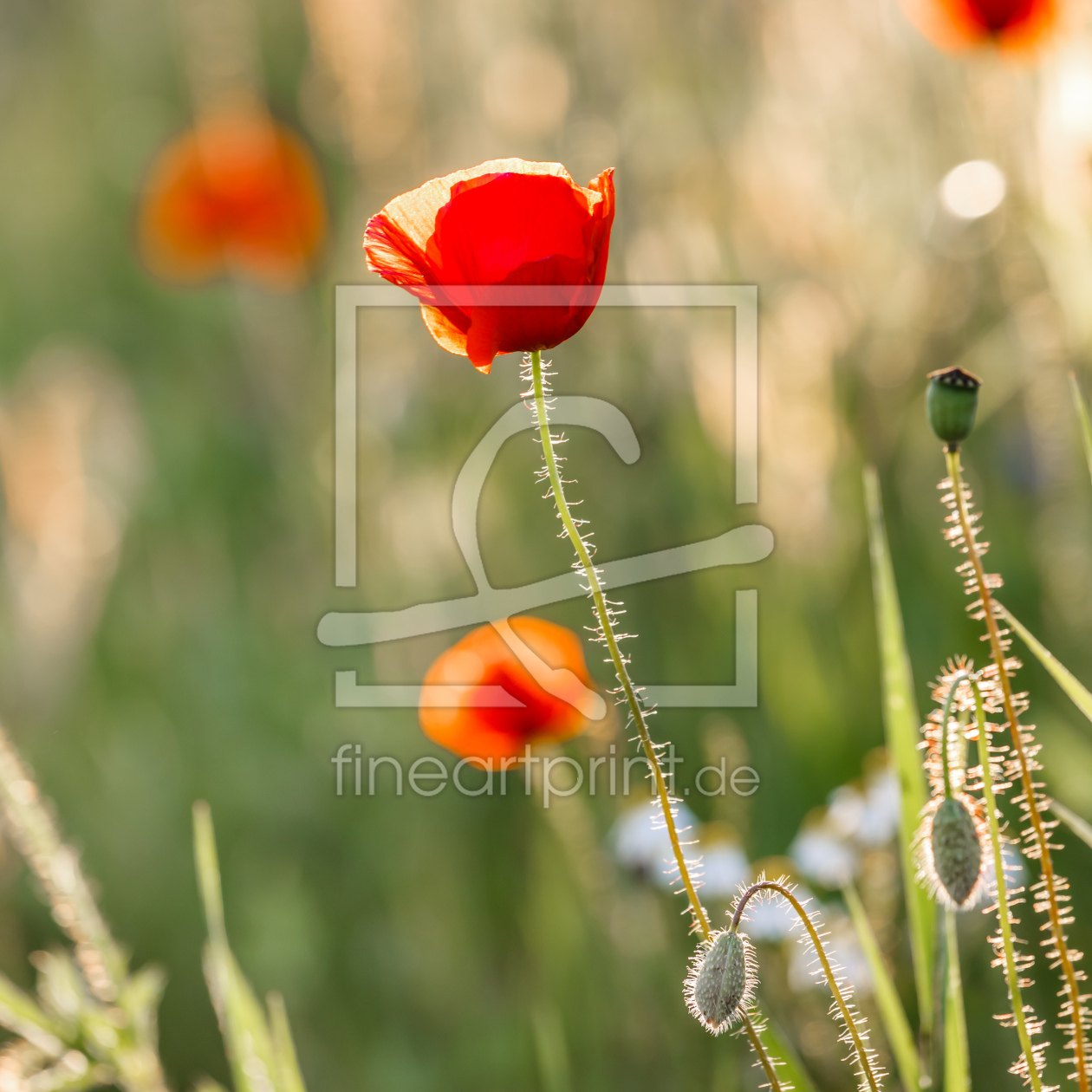 Bild-Nr.: 12228566 Klatschmohn im Licht erstellt von Ursula Reins