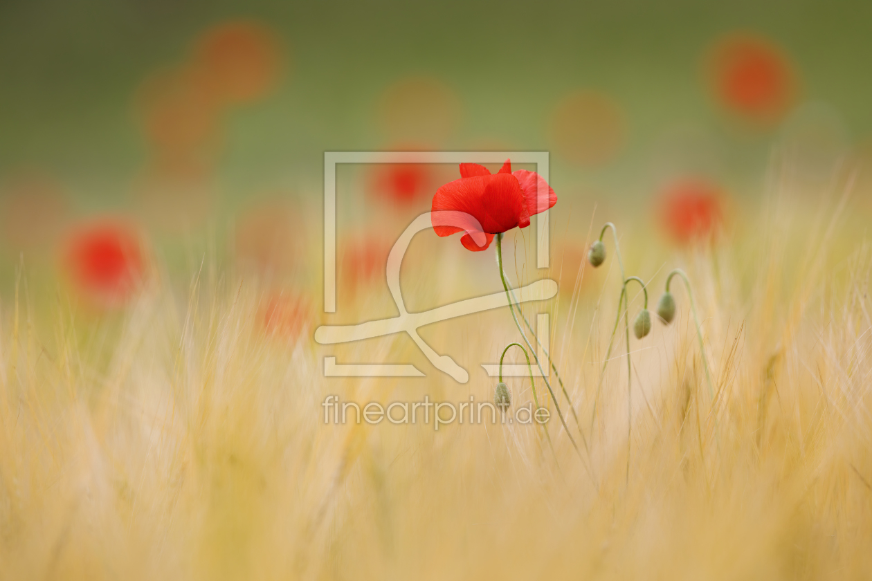 Bild-Nr.: 12228925 Mohn im Gerstenfeld erstellt von Daniela Beyer