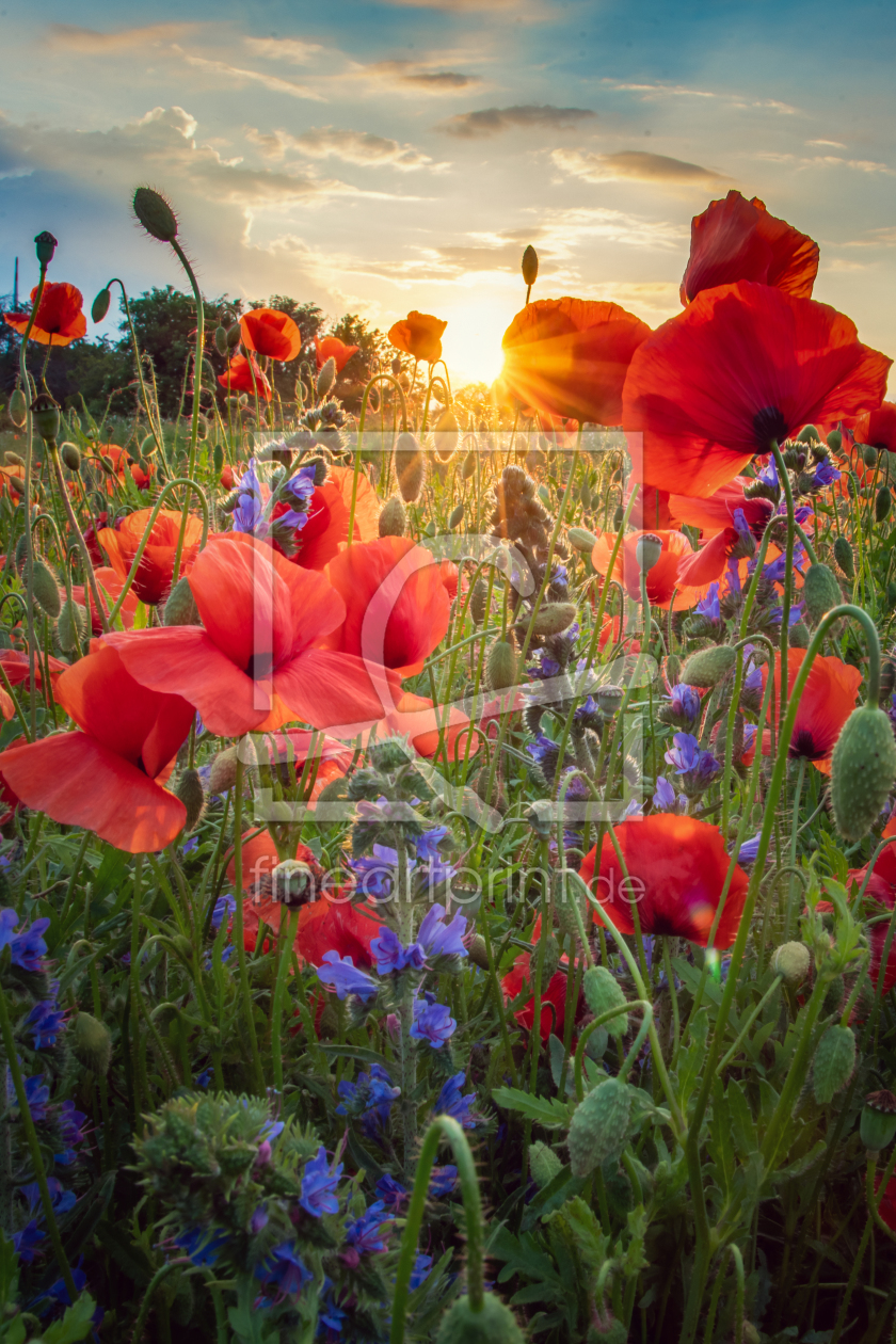 Bild-Nr.: 12229271 Mohnblüten erstellt von Steffen Gierok