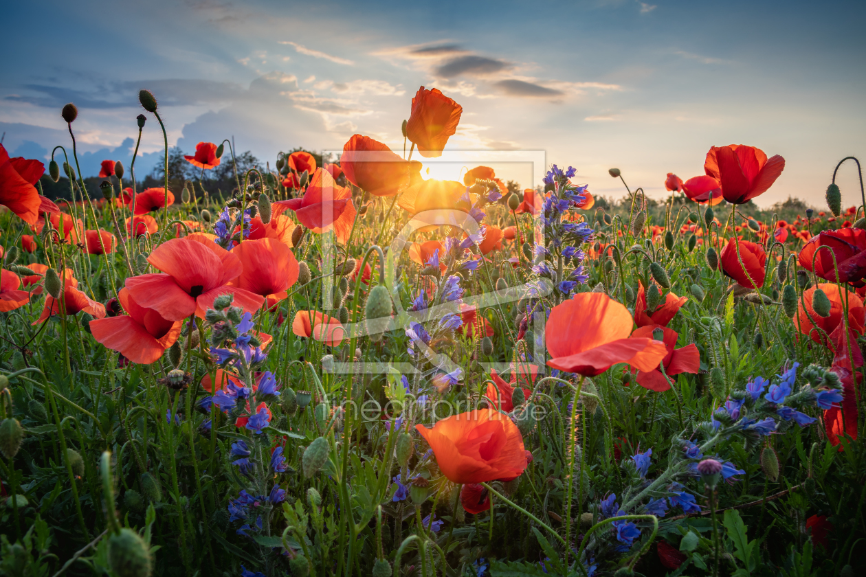 Bild-Nr.: 12229272 Mohnblumen erstellt von Steffen Gierok