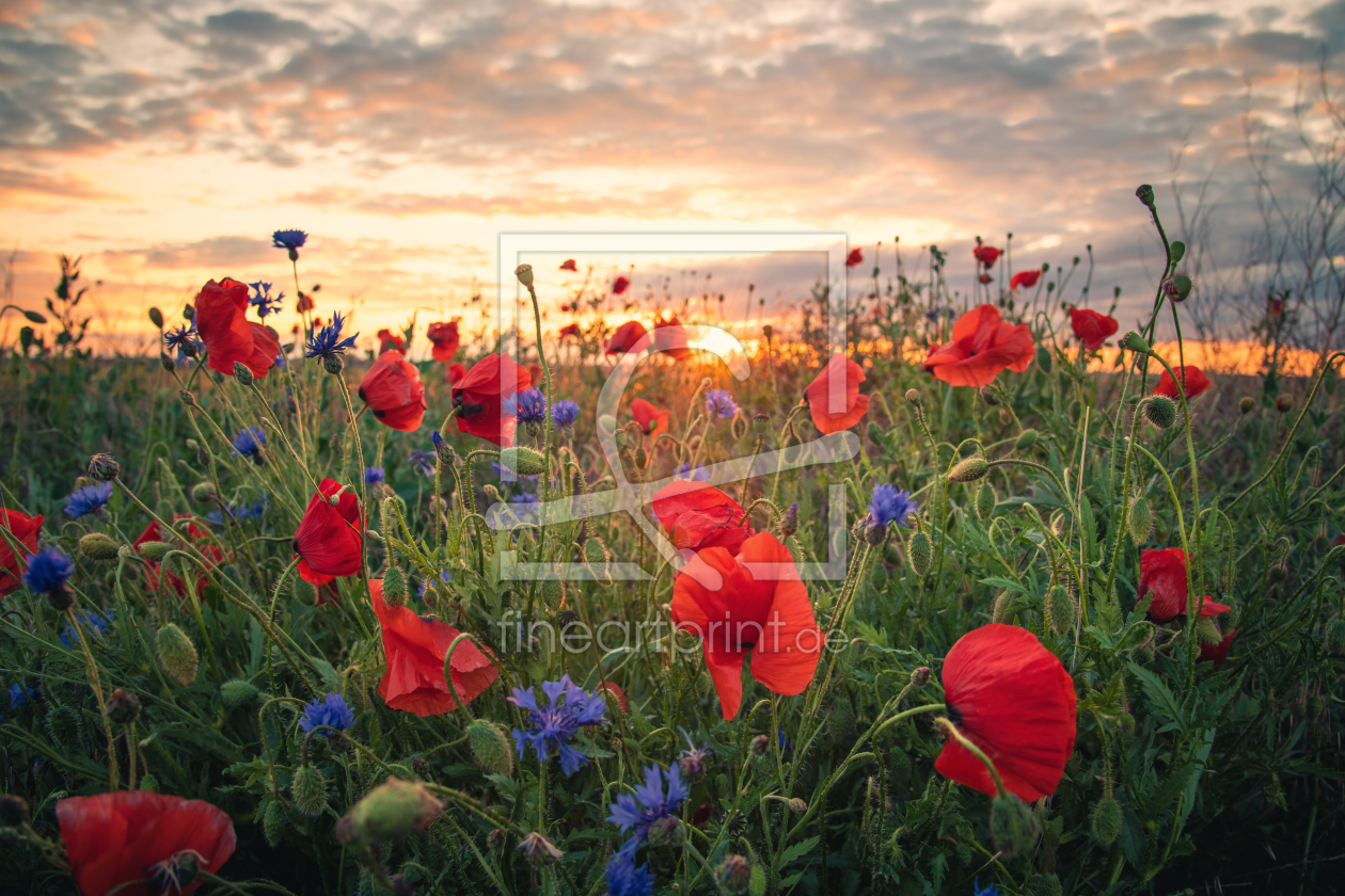 Bild-Nr.: 12229275 Mohnblüten im Sonnenuntergang erstellt von Steffen Gierok