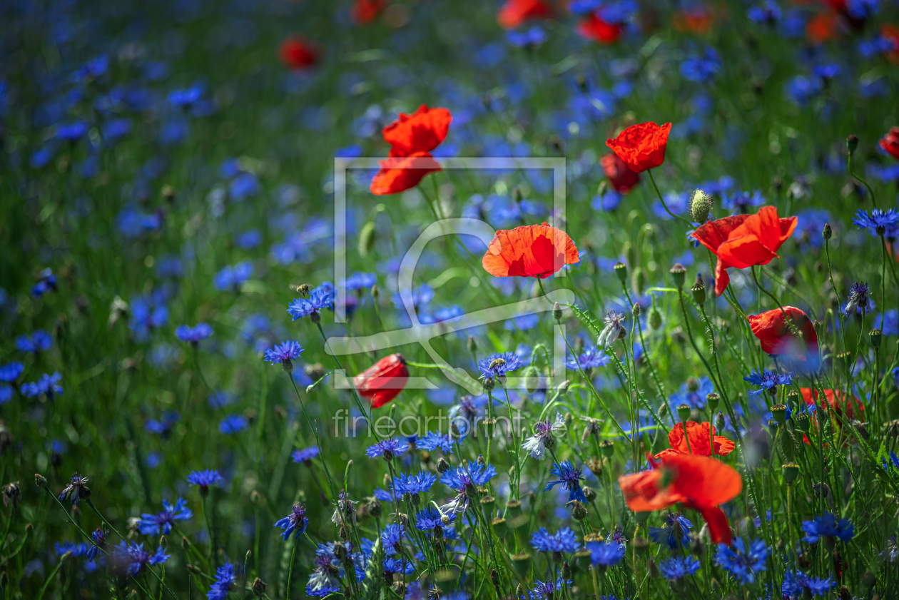 Bild-Nr.: 12229795 Mohn im Wind erstellt von FotoDeHRO