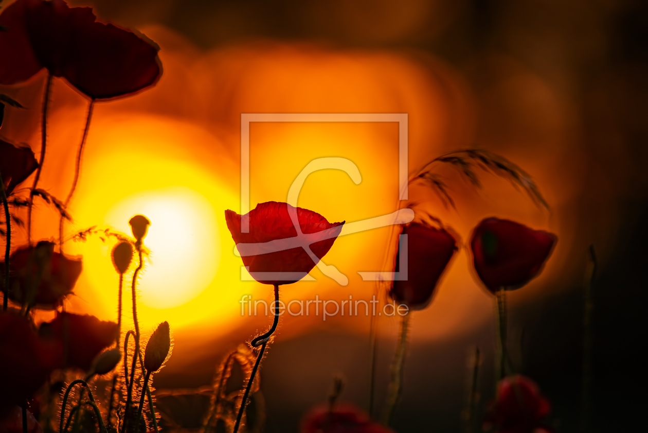 Bild-Nr.: 12229954 Mohn in Flammen erstellt von FotoDeHRO