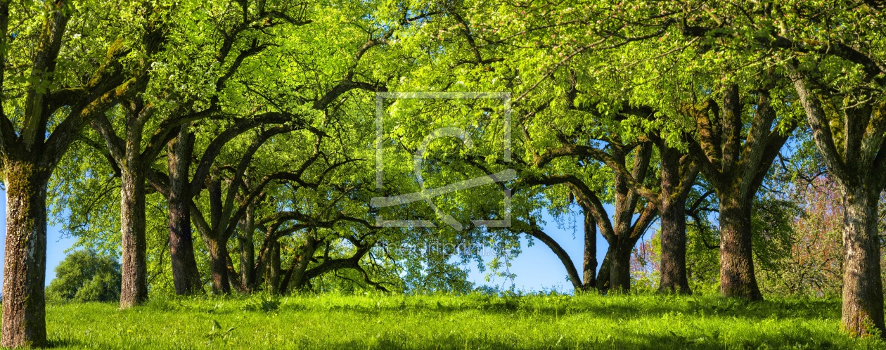 Bild-Nr.: 12231092 Baumallee auf grüner Wiese erstellt von Smileus