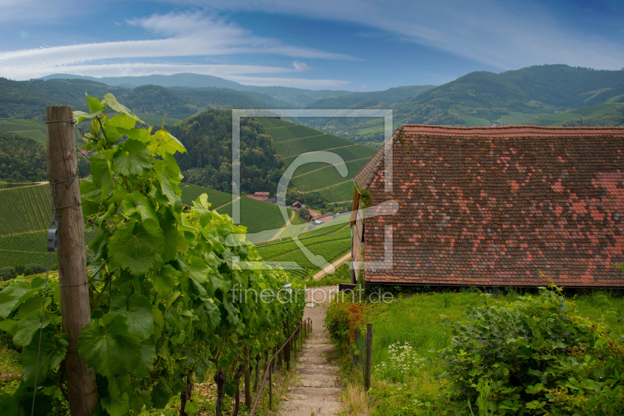 Bild-Nr.: 12232022 Weinberge von Durbach im Renchtal erstellt von KundenNr-327281