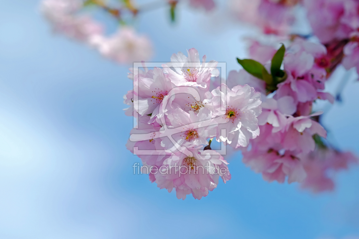 Bild-Nr.: 12233587 Kirschblüten erstellt von Ostfriese