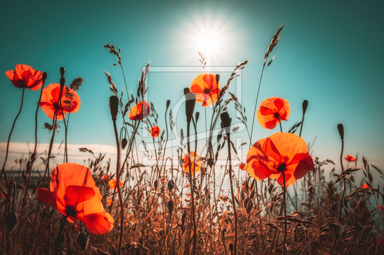 Bild-Nr.: 12234032 Mohnblumen im Morgenlicht erstellt von Nordbilder