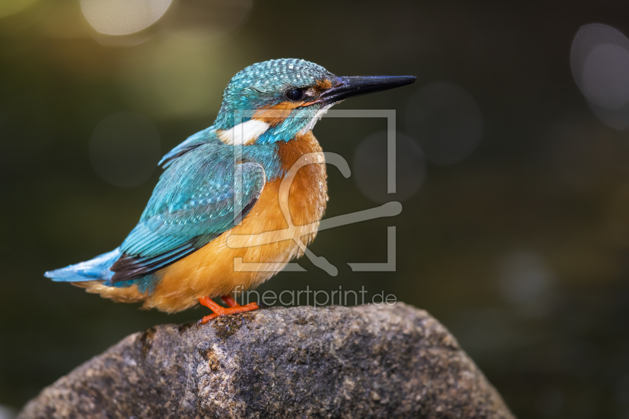 Bild-Nr.: 12236152 Eisvogel nach dem Flussbad erstellt von Daniela Beyer