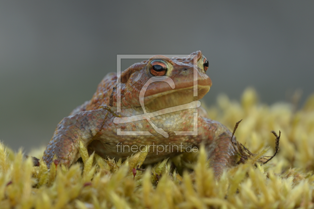 Bild-Nr.: 12238074 Dickerchen erstellt von GUGIGEI