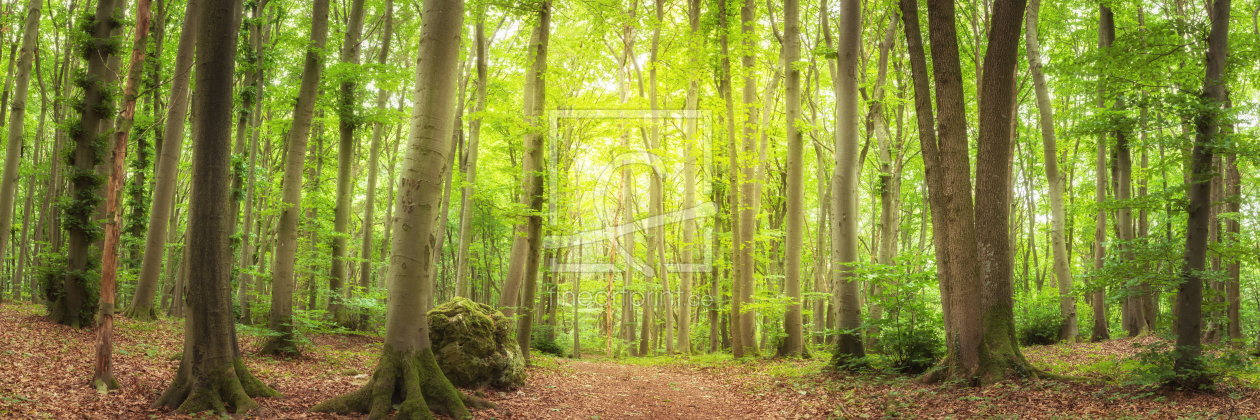 Bild-Nr.: 12239167 Wanderweg durch den Buchenwald  erstellt von luxpediation