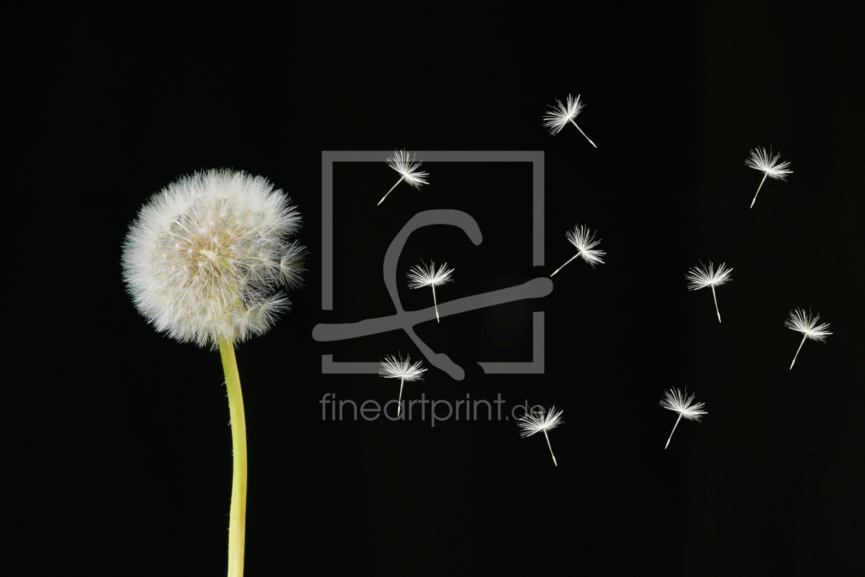 Bild-Nr.: 12240509 Pusteblume erstellt von eyecat