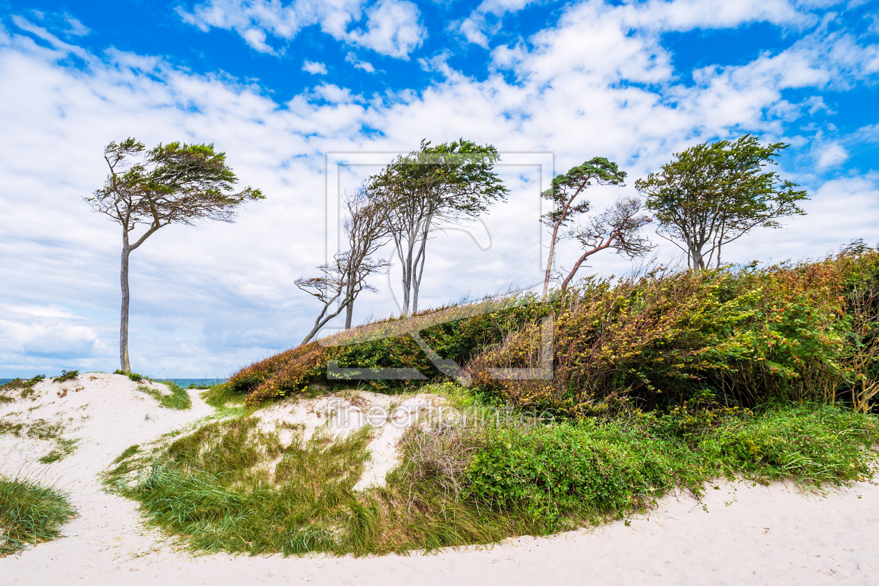 Bild-Nr.: 12240660 Bäume und Düne am Weststrand erstellt von Rico Ködder