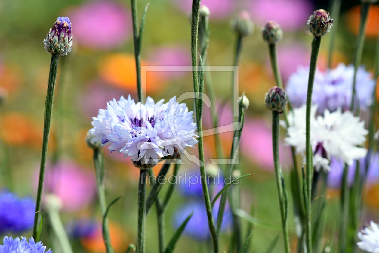 Bild-Nr.: 12240791 Kornblumen erstellt von GUGIGEI