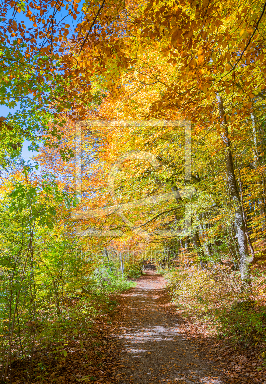 Bild-Nr.: 12241246 herbstlicher Waldweg erstellt von SusaZoom