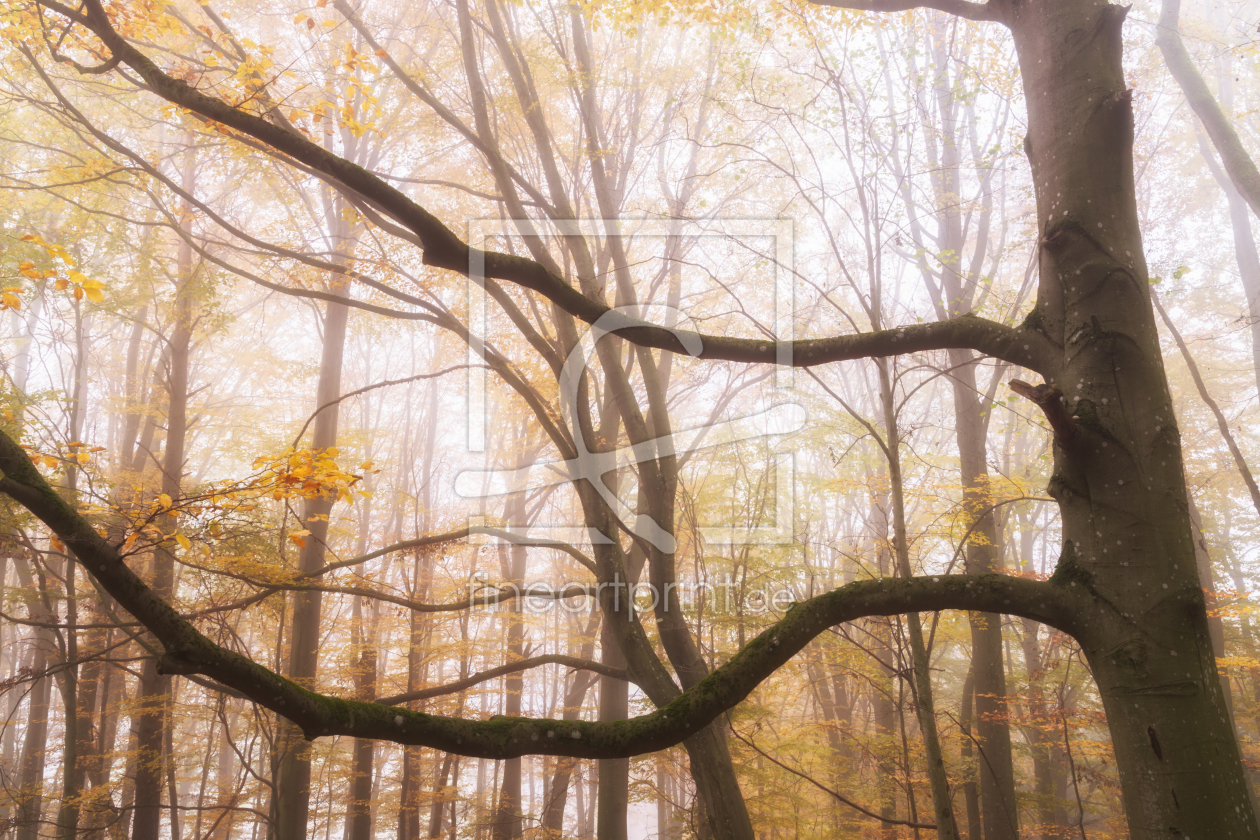 Bild-Nr.: 12241868 Leuchten im Herbstwald erstellt von luxpediation